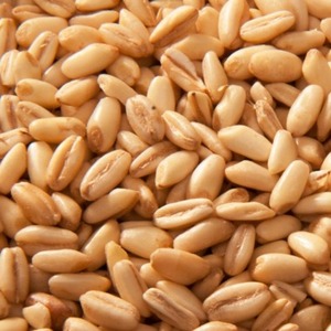 Granos de Cebada Desgranada Premium/Semillas de Cebada para Alimentación Animal, Proceso FD, Sudáfrica, 12 Meses de Vida Útil, Mejor Precio en Venta - Product Image 1
