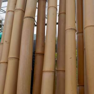 Poteaux en bambou Eco décoration de jardin support agricole - Product Image 5