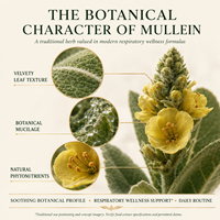 Extrait Liquide de Feuilles de Molène en Gros pour Adultes 8-en-1 – Complément Naturel pour la Santé Pulmonaire, Cheveux de Cheval, Gingembre, Menthe Poivrée, Respiratoire
