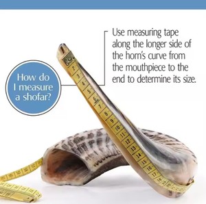 Fournisseurs de gros Corne de Shofar de Ram naturelle à des fins religieuses juives Meilleures cornes de Shofar de Humran Export - Product Image 3