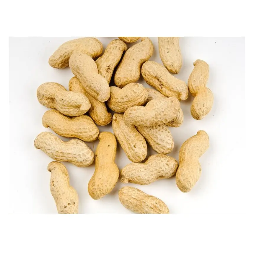 Kacang jumlah besar kualitas tinggi kacang tanah segar kacang tanah kacang dari Benin Afrika Barat