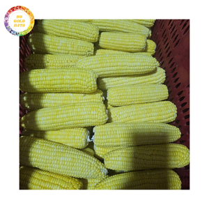 Maíz Dulce Congelado Amarillo en Mazorca Entera con Corte de 5 cm, Maíz Dulce Congelado a Medio Corte, Alto Brix, IQF, de Vietnam - Product Image 5