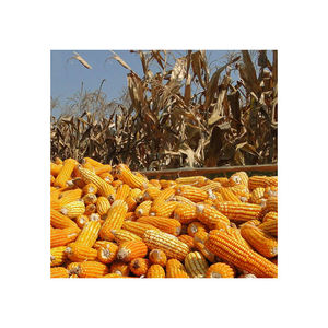 Maïs de maïs jaune pour la consommation d'aliments pour humains et animaux, maïs jaune pour l'alimentation de volaille - Product Image 3