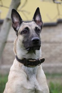 Collar de perro de cuero occidental hecho a mano, patrón Floral de alta calidad, cintas personalizadas únicas de liberación rápida para mascotas de ganado de granja - Product Image 3