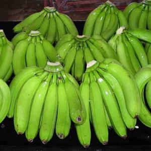 Orgánica Premium Fresh Cavendish Bananas Color Verde - Product Image 1