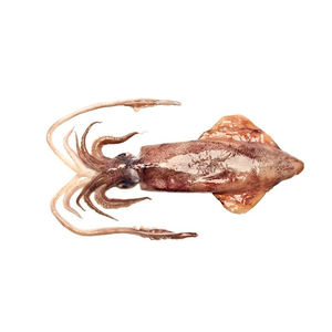 Suministro a granel de calamares japoneses con el mejor manejo de calidad - Product Image 3