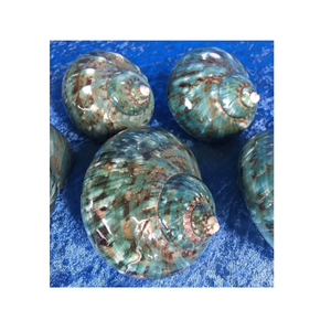 เปลือกหอยเทอร์โบสีเขียวเปลือกหอยแท้เหมาะสำหรับงานแต่งงานสวนในขวดและตกแต่ง - Product Image 4