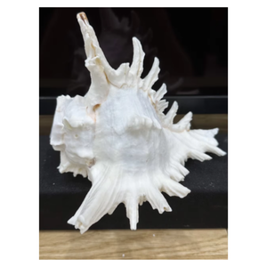 เปลือกหอยเทอร์โบเบอร์เนสสำหรับพิพิธภัณฑ์สัตว์น้ำศิลปะและการตกแต่งภายใน - Product Image 3