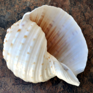 Coquille de thon tacheté d'exportation du Vietnam, magnifique pour les travaux d'artisanat, prix bas, contactez-nous maintenant pour le meilleur prix - Product Image 4