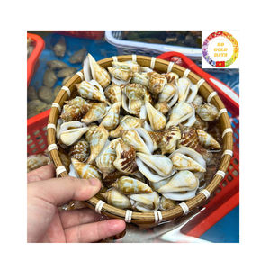 Conchas Strombidae naturales de gran cantidad para decoración de envases de regalo y uso artístico de Vietnam - Product Image 1