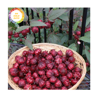 Fleurs d'hibiscus séchées Ingrédient de haute qualité pour créations culinaires, tisanes et boissons du Vietnam
