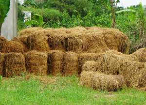 Paquetes de paja de arroz de buena calidad Productos agrícolas Precio atractivo Paja DE TRIGO Alimentación animal - Product Image 6