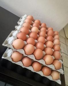 Huevos Frescos de Gallina, Huevos Fértiles para Incubar, Huevos de Mesa Redondos a Precio Económico - Product Image 6
