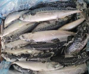 Norwagian ปลาทูน่าครีบเหลืองแช่แข็งทั้งหมด - Product Image 6