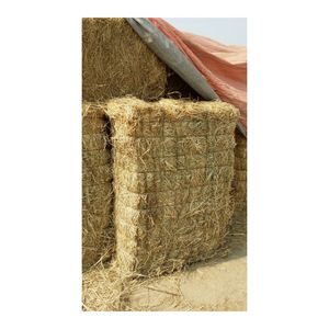 หญ้าโรดส์คุณภาพสูง ขายส่งเกรดส่งออก สำหรับอาหารสัตว์ - Product Image 1