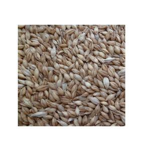 Cebada sin cáscara seca orgánica de alta calidad a la venta - Product Image 3