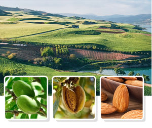 Natural <b>Almond</b> Premium Pure Quality Nuts - Badam - Product Image 3