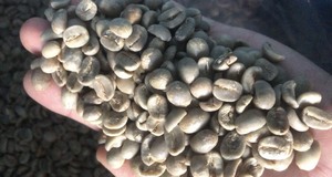 Hạt cà phê xanh cao cấp Việt Nam: Nhà Xuất khẩu hàng đầu cung cấp đặc sản Arabica hữu cơ và Robusta cho những người yêu thích cà phê sành ăn - Product Image 6