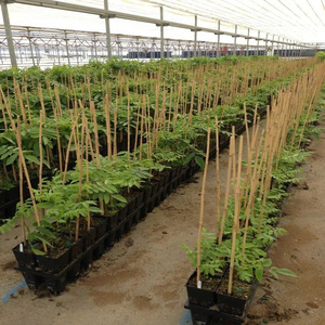 Piquet en bambou pour support de plante en vrac disponible de différentes tailles de canne en bambou/bâtons de bambou du Vietnam vente en gros - Product Image 6