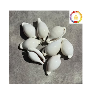 เปลือกหอยคาวรีสีทองและสีขาวเปลือกหอยธรรมชาติที่สะอาดจากเวียดนามสำหรับตกแต่งบ้านและงานศิลปะทำมือ - Product Image 1