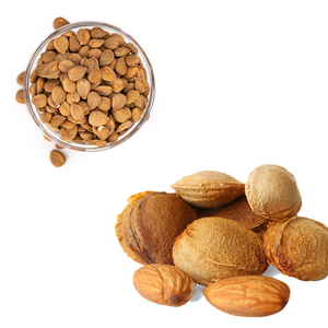Grano de albaricoque | Alta demanda en la industria nutracéutica - Product Image 1