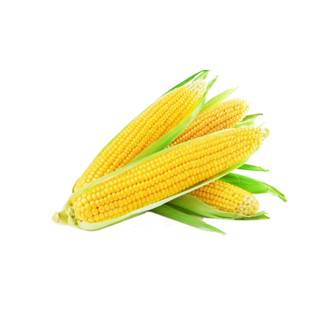 Maisgelb nicht-GVO für menschlichen Gebrauch 25 kg / Kaufen gesunde verpackung für gelben Mais privatetikettierung
