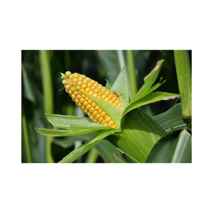 อาหารสัตว์ข้าวโพดสีเหลือง/ข้าวโพดสีเหลืองสัตว์กินมนุษย์ - Product Image 2