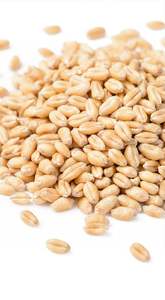 Farine de blé dur de qualité supérieure, qualité alimentaire brésilienne, conditionnée en sacs de 25 kg et 50 kg, prix compétitifs FOB et CIF - Product Image 6