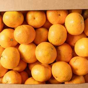 Nueva cosecha de frutas frescas naturales Naartjies a la venta - Product Image 2