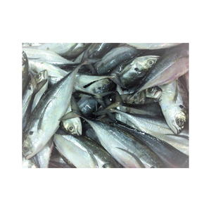 ปลาแมคเคอเรลหัวแจ็คแช่แข็งแบบญี่ปุ่น - Product Image 2