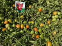 Tomatenhybride ROCK F1 Zaden - 99,9% Zuiverheid 90% Kiembare Zaden Rode Ovale Vruchten Oorsprong Pakistan Merk Moon Star