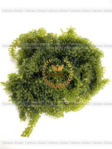 องุ่นทะเล/สาหร่ายทะเลจากเวียดนาม - Product Image 3