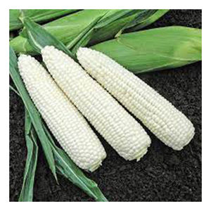 Maïs blanc NON OGM de qualité, vente en gros de haute qualité, nouveau meilleur matériel de fabricant avec des tarifs bon marché - Product Image 3