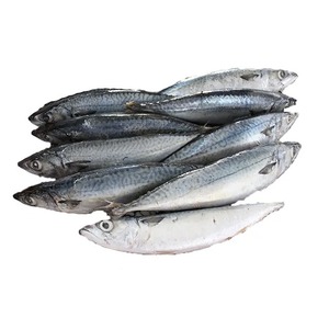 Jurel congelado precio todo redondo HGT redondo SCAD Fish Land IQF caballa del Pacífico congelada caja de 20kg