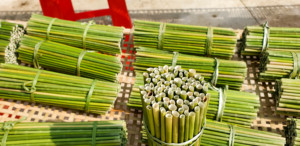 Pajitas de Hierba/Pajitas para Beber de Hierba/Pajitas Naturales de Hierba, Suministro de Fábrica, Bajo MOQ, Económicas - Product Image 3