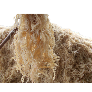 Meilleur prix Vietnam Laver séché Cottonii algues AD traitées pour l'extraction de carraghénane et l'utilisation industrielle dans le sac - Product Image 1