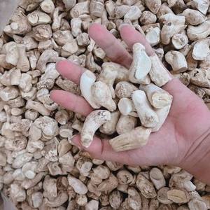 เวียดนามผู้จัดจำหน่ายทั้งหมดของเห็ดแดงสดอร่อยจากเวียดนาม - Product Image 2