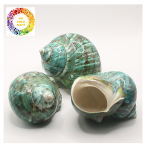 Shell Turbo poli naturel en gros Vietnam propre et brillant pour le marché mondial de la décoration - Product Image 3