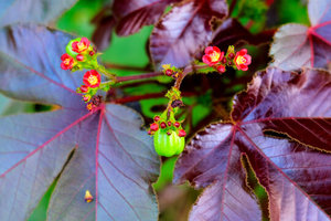 Graines et feuilles de Jatropha rouge - Product Image 2