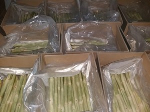 อ้อยแช่แข็งแบบปอกเปลือกผลิตภัณฑ์ใหม่ส่งออกอ้อยแช่แข็งจากเวียดนาม - Product Image 5