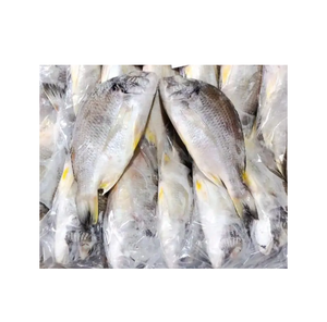 Pescado Dorsa Roja Congelada de la Mejor Calidad a Precio Económico |   Pescado entero de branzo del Mar Rojo para exportación - Product Image 1