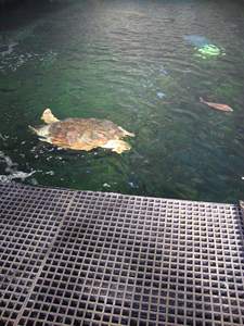 แผ่นตะแกรงไฟเบอร์กลาสคุณภาพสูง รองรับการส่งออก มาตรฐานสากล รับประกัน 3 ปี ผลิตในเวียดนาม กันลื่น สำหรับใช้งานกลางแจ้งในอุตสาหกรรม - Product Image 3