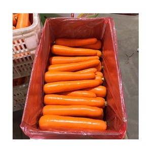 แครอทแดงสด ออร์แกนิค คุณภาพดี ราคาขายส่ง - Product Image 4