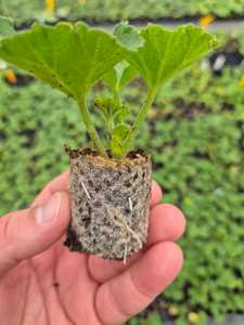 ถาดเพาะเมล็ดพรุมอสสำหรับมืออาชีพการขยายพันธุ์พืชประเภทผักผลไม้สายพันธุ์ออกดอก - Product Image 2