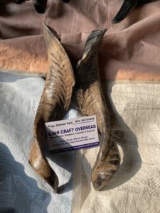 Paire de cornes de chèvre naturelles finies pour la décoration et l'artisanat, haute qualité - Product Image 6