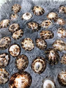 HIGH QUALITY Limpet Shell Use For Handmade <b>Craft</b> Project And Display Application For Wholesale Vietnam - Product Image 4