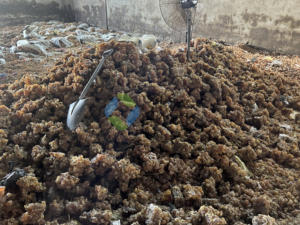 Graines séchées à base de gomme arabique d'acacia biologique de source directe produit agricole du Soudan Sénégal-Rikaz - Product Image 2