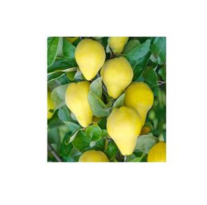 Combustible Diésel de Ultra Bajo Contenido de Azufre D6 GOST305-82, Grado D2 L0.2-62, Uso en Generación de Energía, Diésel Virgen de Alta Calidad, 0.01 de Ceniza, 75.6 - Product Image 5