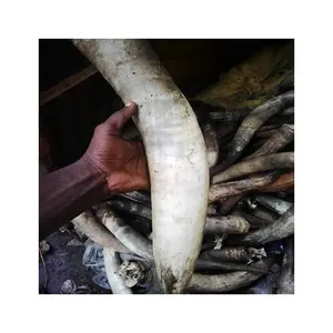 Produit artisanal de qualité supérieure, produit d'origine nigériane, cornes de vache naturelles au prix du marché de gros