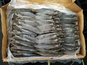 Nueva captura de Chanos congelados redondos enteros congelados para cebo Chanos en ventas mariscos chinos - Product Image 4